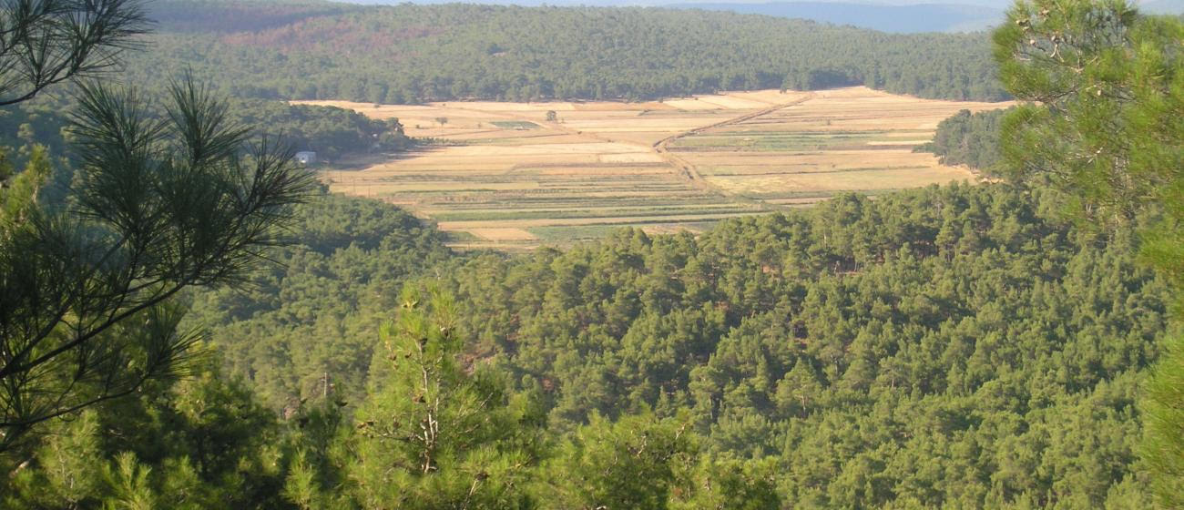 pefkodasos-tsamliki-megali-limni Πευκοδάσος (τσαμλίκι) της Μεγάλης Λίμνης